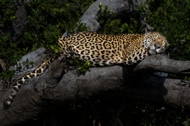 Jaguar, Pantanal, Brazil