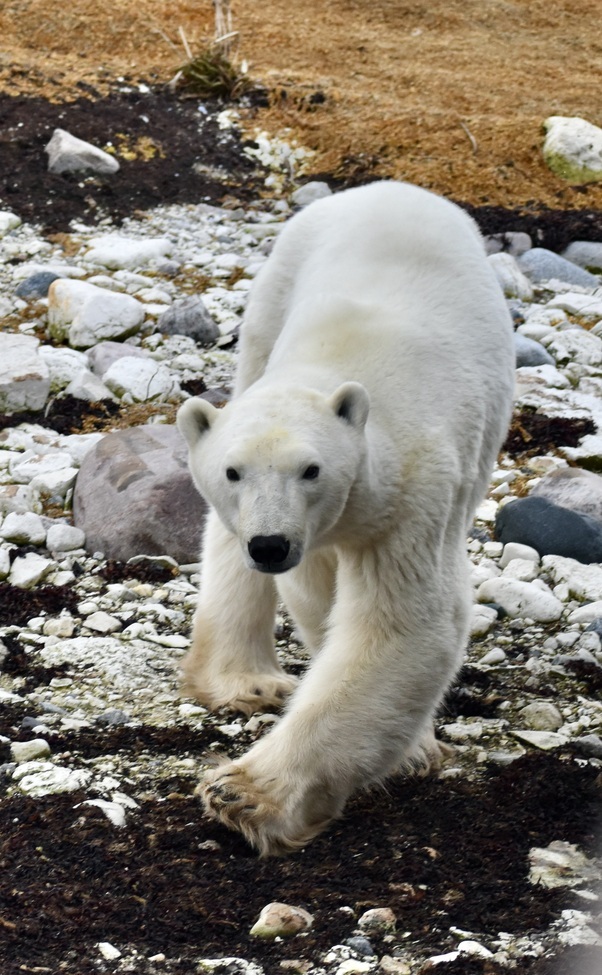 Polar Bear, Churchill, Manitoba, Canada