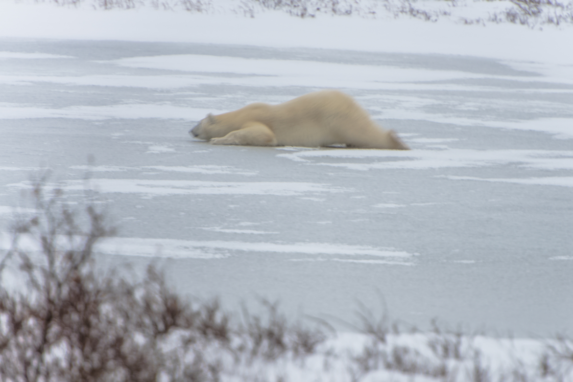 , Churchill, Canada