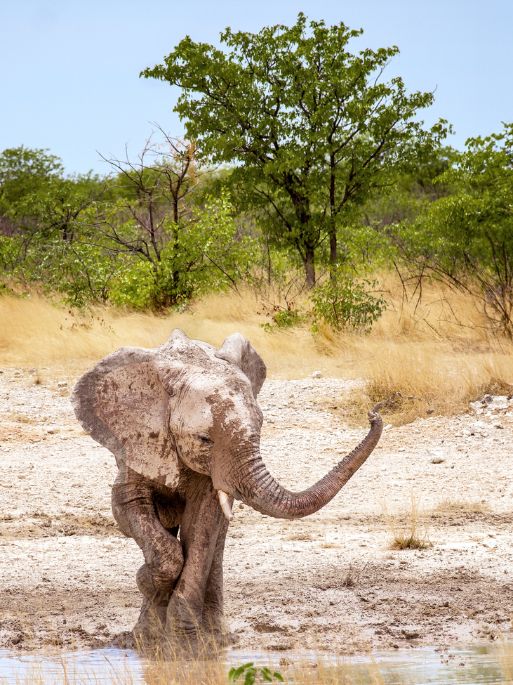Elephant calf, Etosha National Park, Namibia