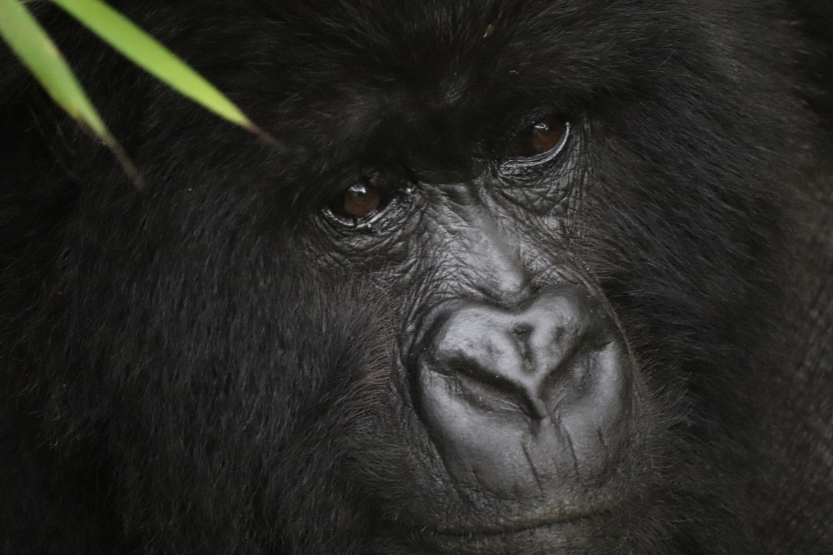 Gorilla, Volcanoes National Park, Rwanda