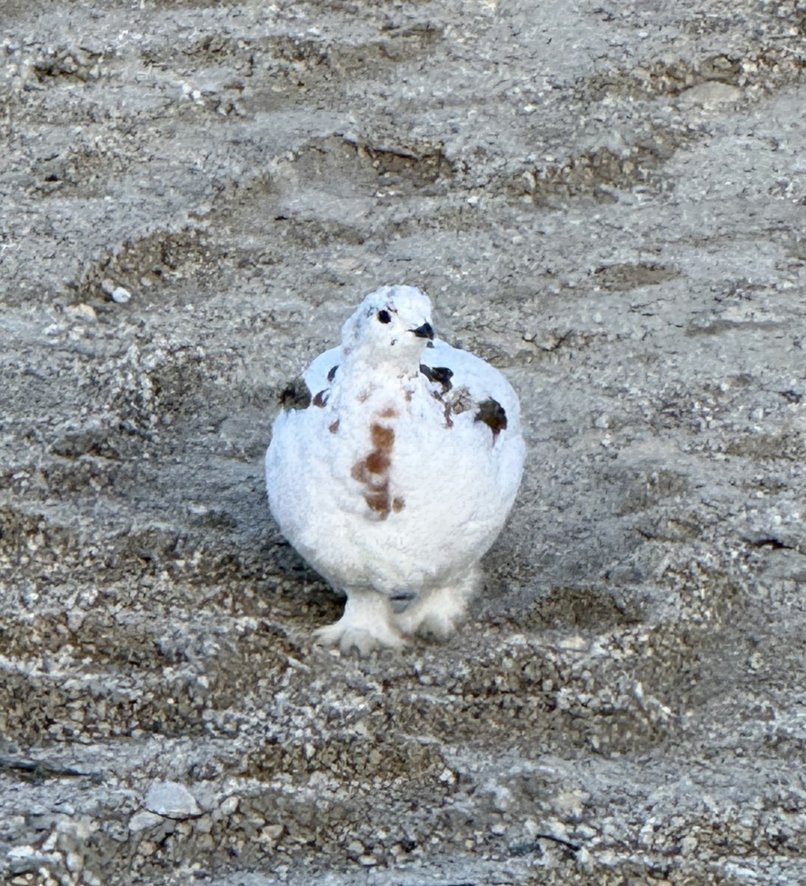Ptarmigan , Churchill Wildlife Management Area , Canada