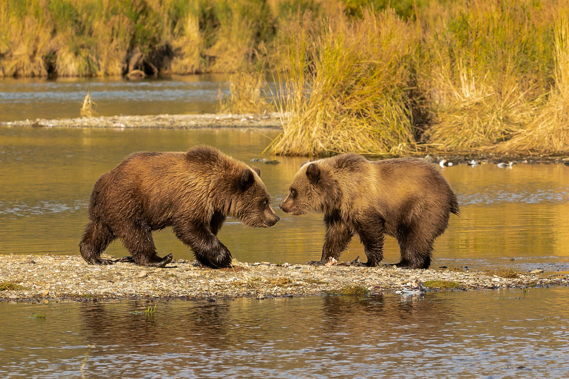 Brown Bear Cubs, Katmai Ntl Park, United States Of America
