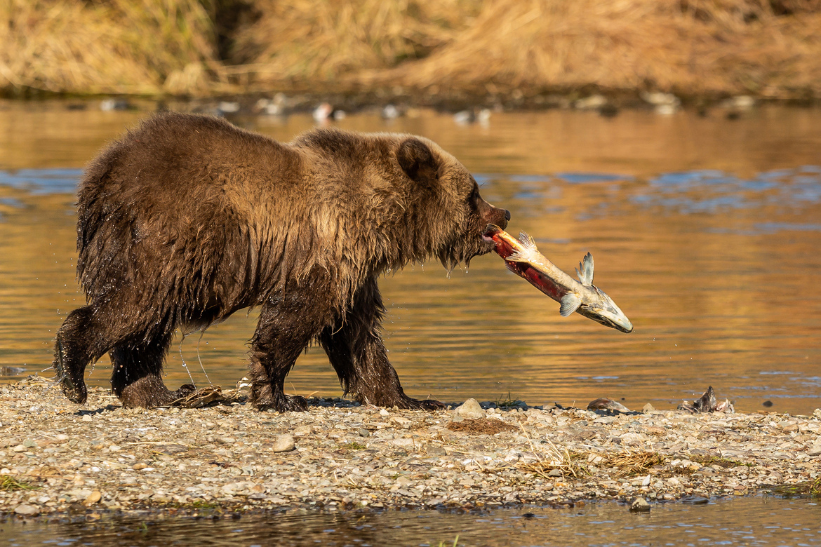 Brown Bear and Sockeye Salmon, Katmai Ntl Park., United States Of America
