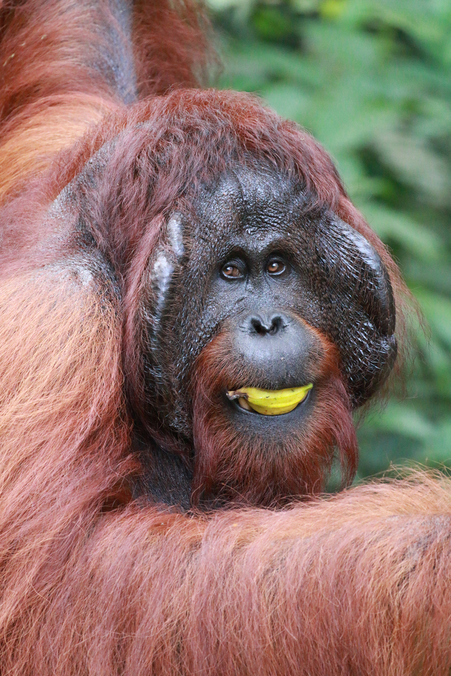 orangutan, Semenggoh Nature Reserve, Malaysia