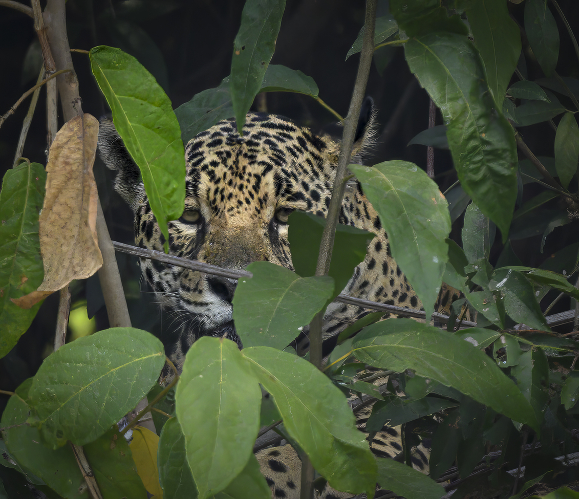 Jaguar  - Panthera onca, The Pantanal, Brazil