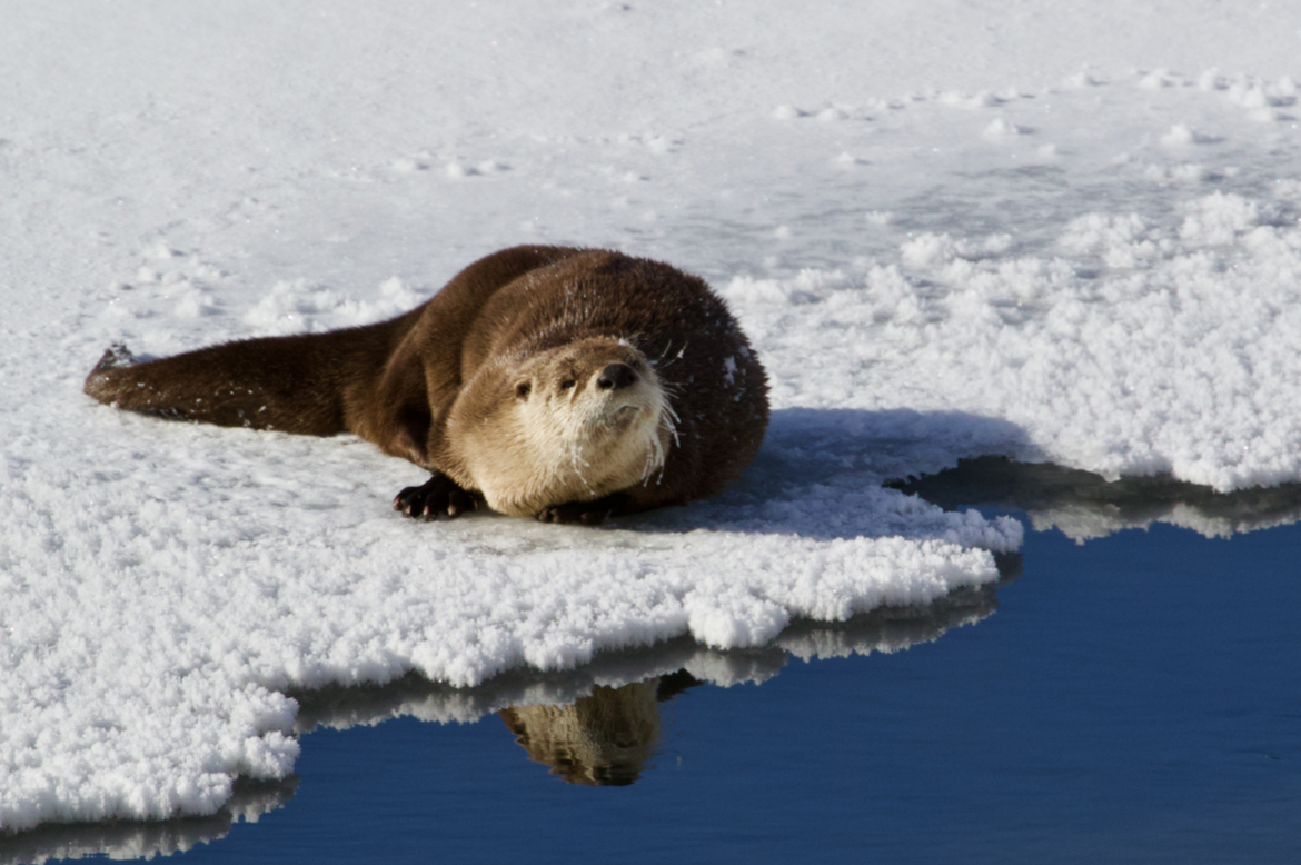 River Otter, Yellowstone National Park, United States Of America