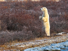 Polar Bear, Churchill, Canada