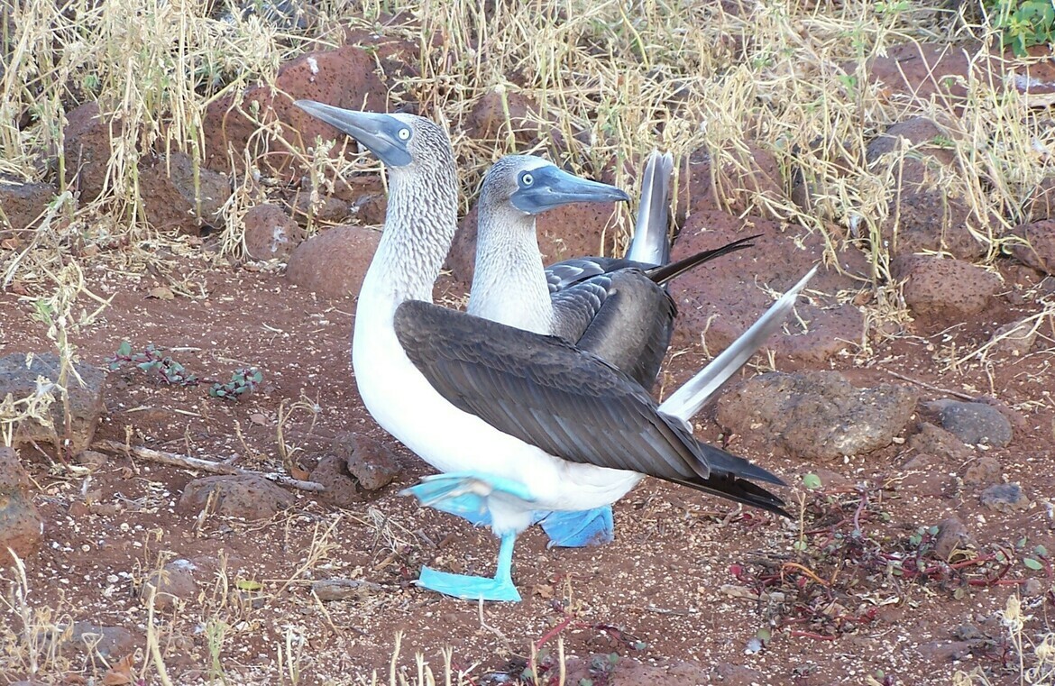 Blue-Footed Booby, Galapagos Islands, Ecuador