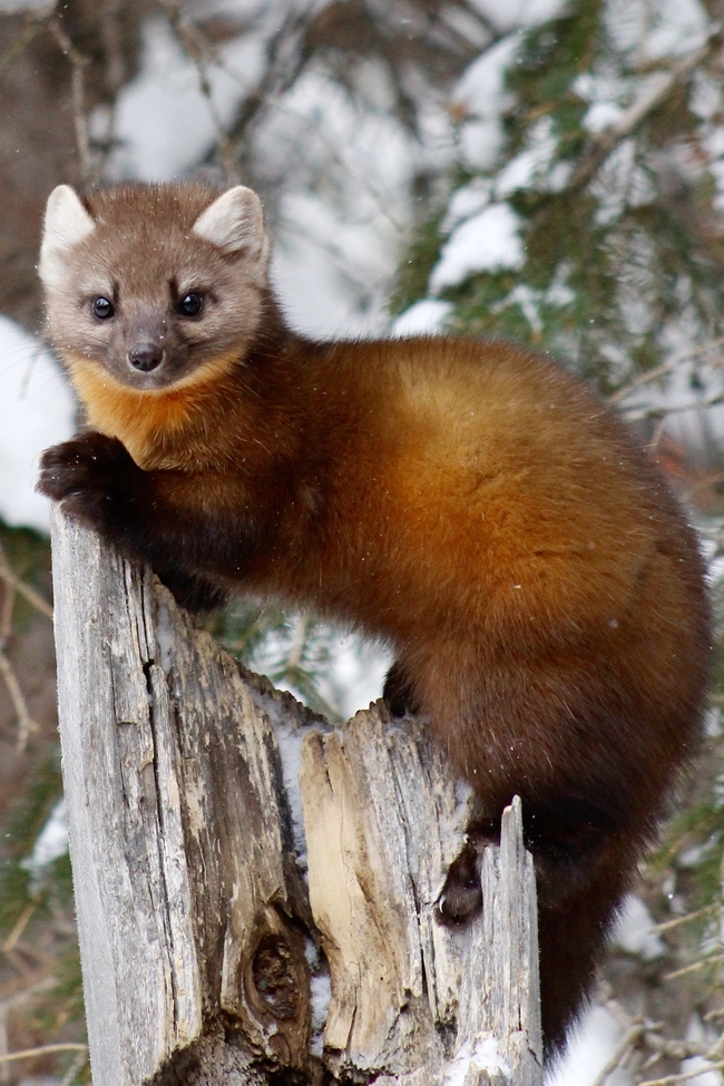 Pine Marten, Yellowstone, United States Of America