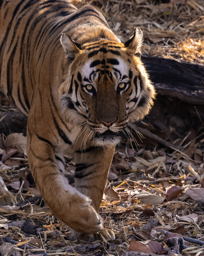 Bengal Tiger, Bandhavgahr National Park, India