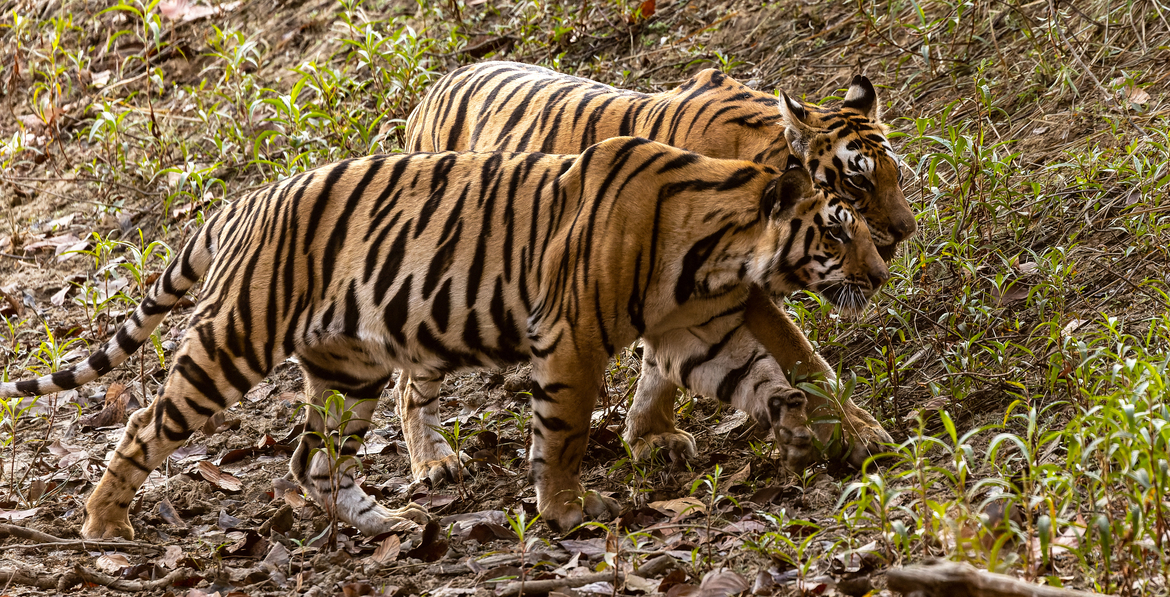Bengal Tiger, Kanha National Park, India