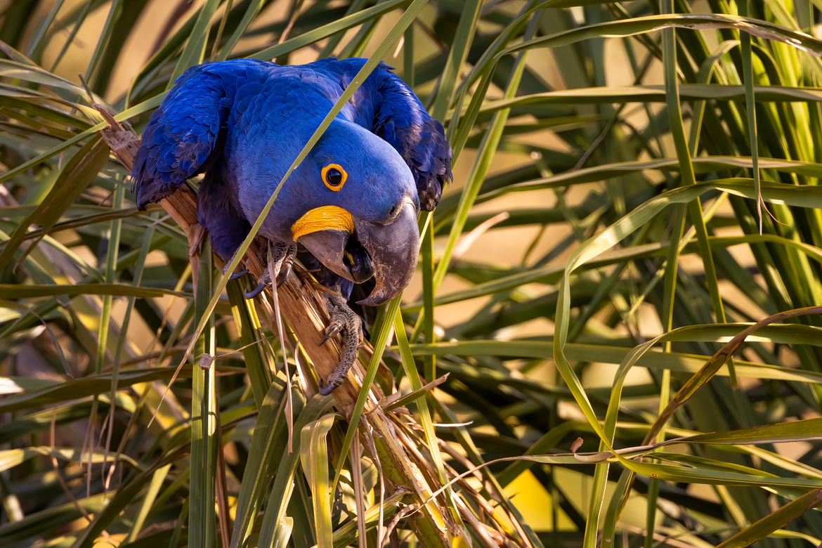 Hyacinth Macaw, North Pantanal, Araras Ecolodge, Brazil