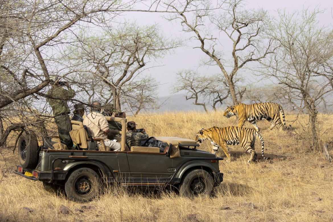 Tiger, Rathambore National Park, India