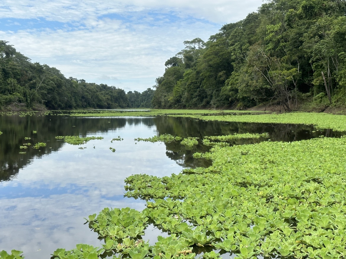 , Amazon, Peru