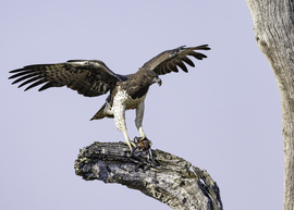 Martial Eagle, African Jacana, Okavango Delta, Botswana