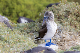 Blue-footed Booby, Galapagos Islands, Espanola Island, Ecuador