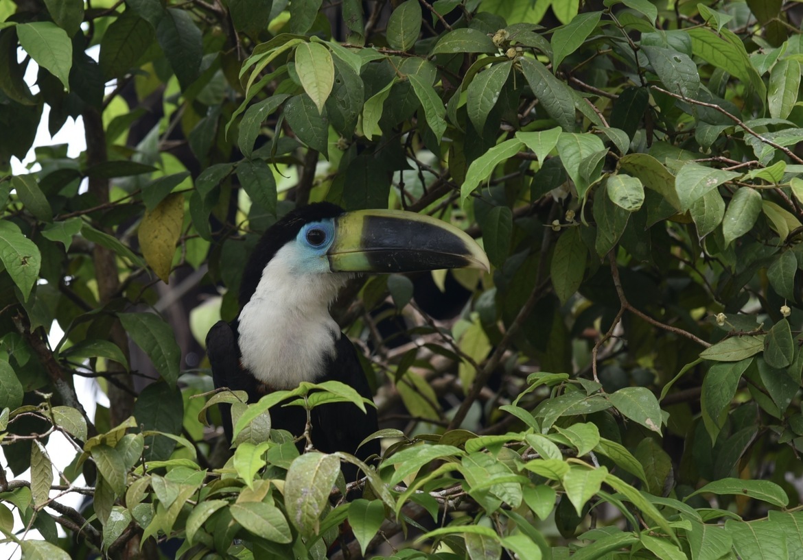 , Pacaya Samiria National Reserve, Peru