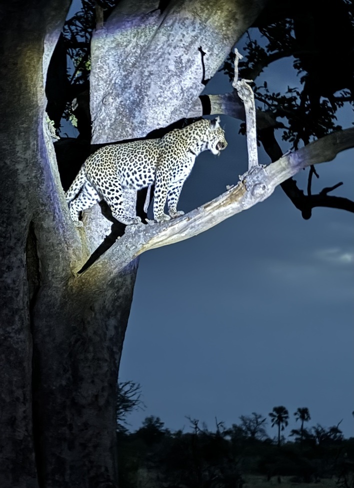 Leopard , Okavanga Delta, Botswana
