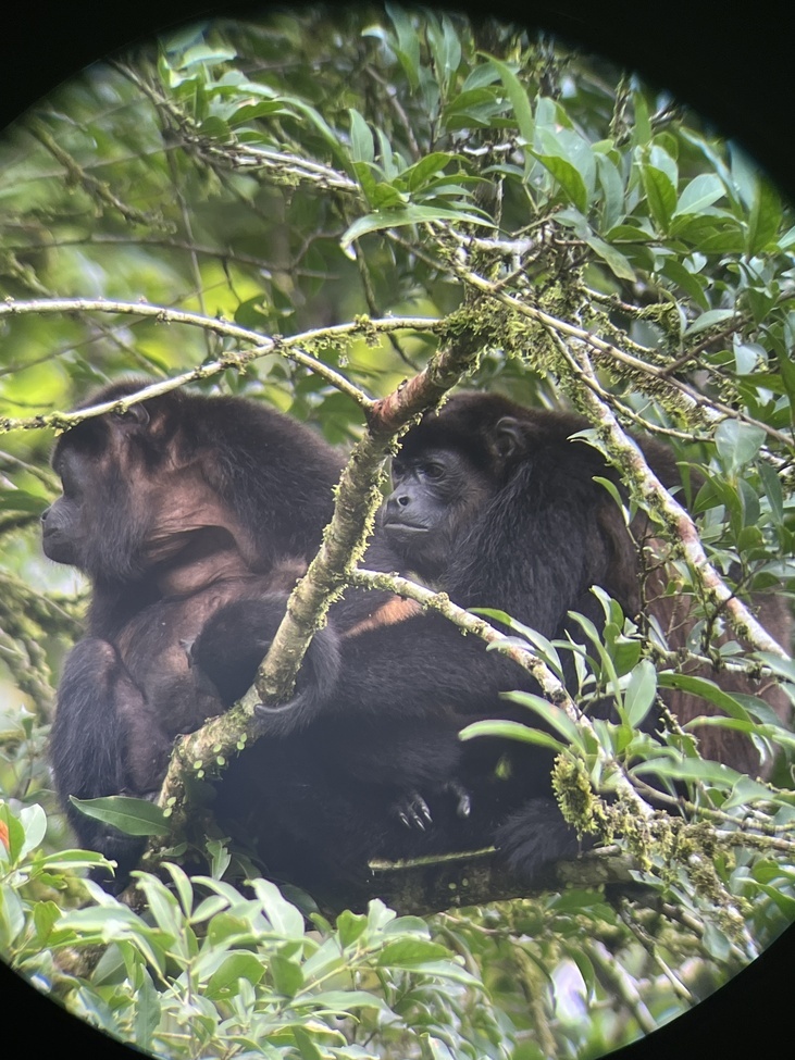 Black Howler Monkey, Sarapiqui , Costa Rica