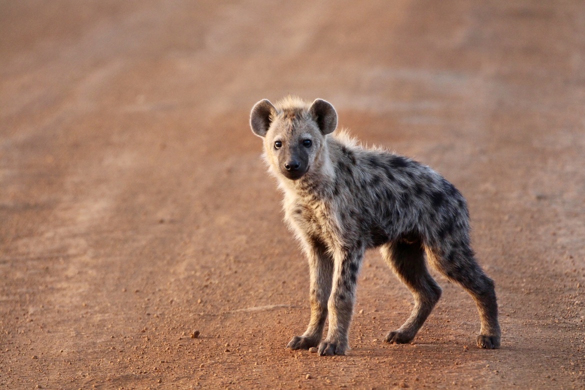 Spotted hyena, Maasai Mara National Reserve, Kenya