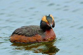 SLAVONIAN GREBE (Podiceps auritus), Mývatn, Iceland