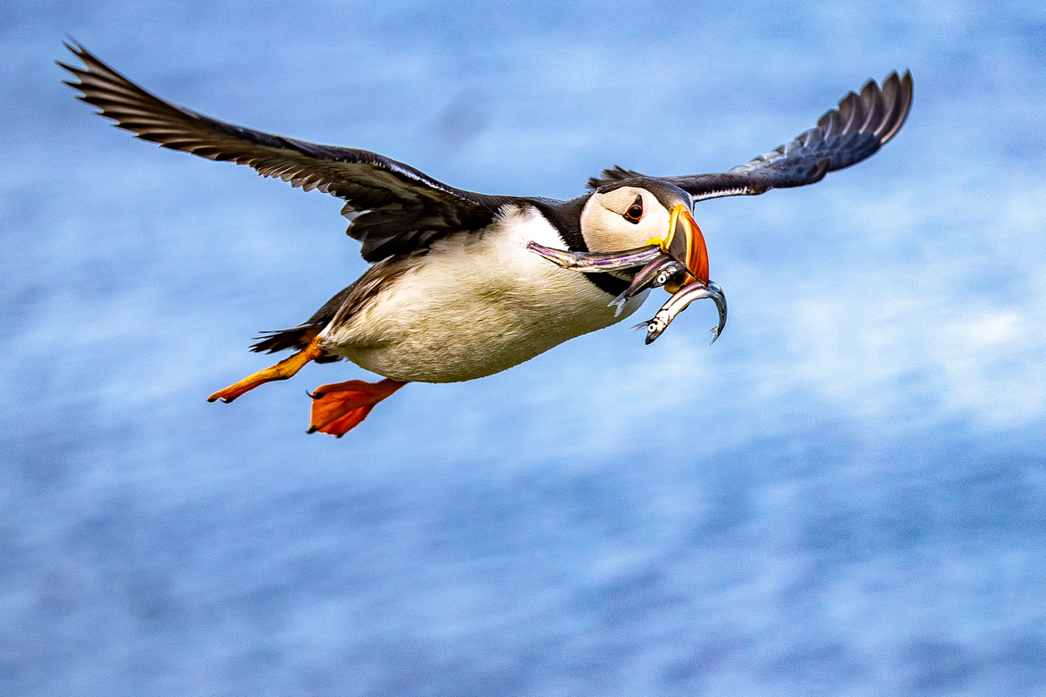 Atlantic Puffin, Northeast Icelandic Coast, Iceland