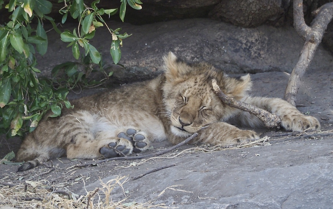 , Serengeti East, Tanzania, United Republic Of