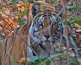 Panthera tigris - Bengal tiger, Bandhavgarh National Park, India