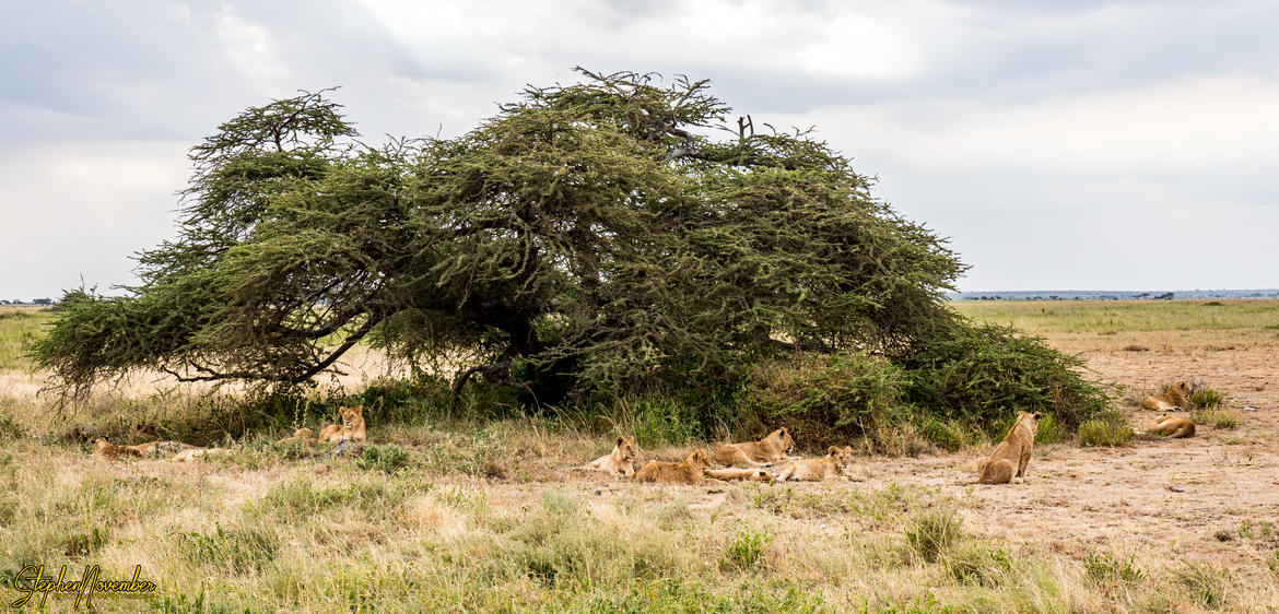 Lion, Namiri Plains East Central Serengeti, Tanzania, United Republic Of