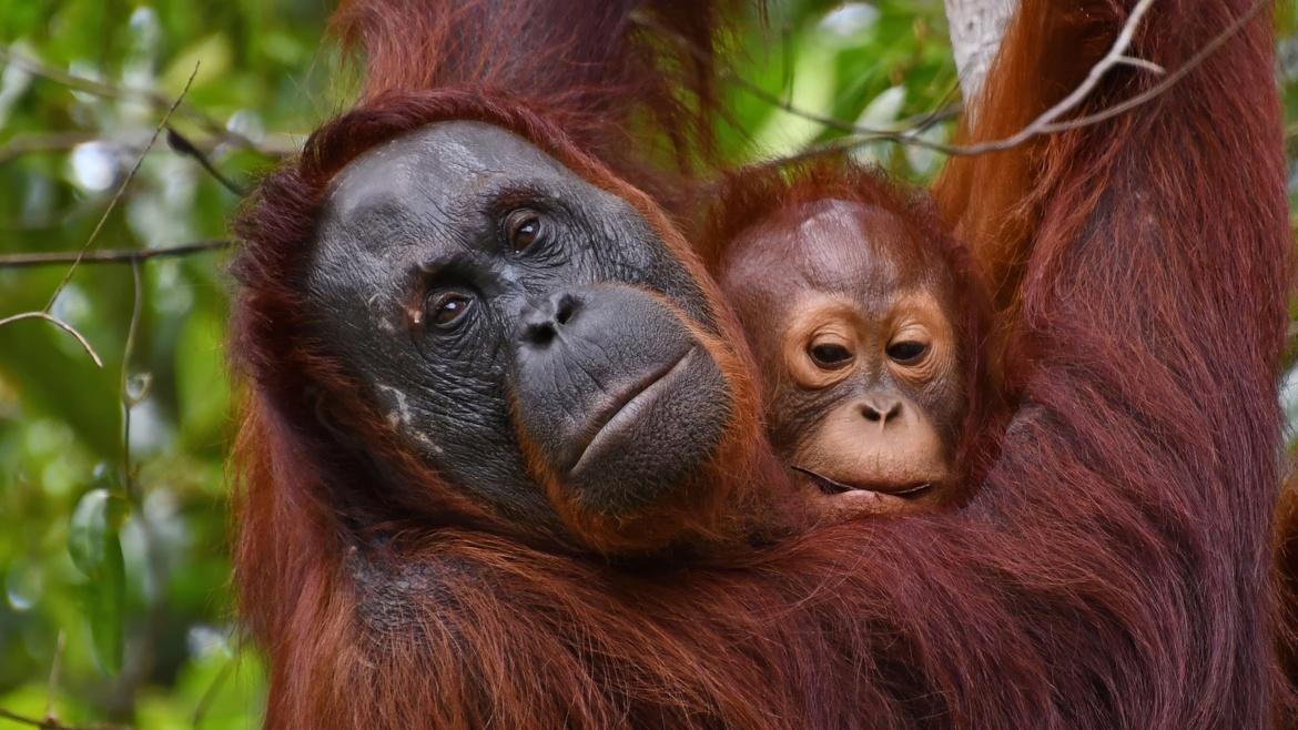 , Semenggoh Wildlife Reserve, Malaysia