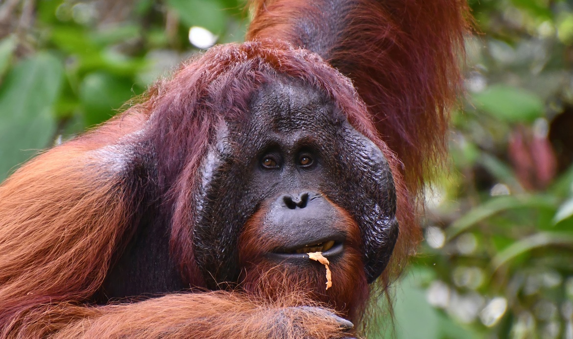 , Semenggoh Wildlife Reserve, Malaysia
