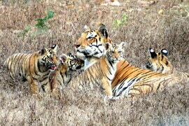 Bengal Tiger, Kanha National Park, India