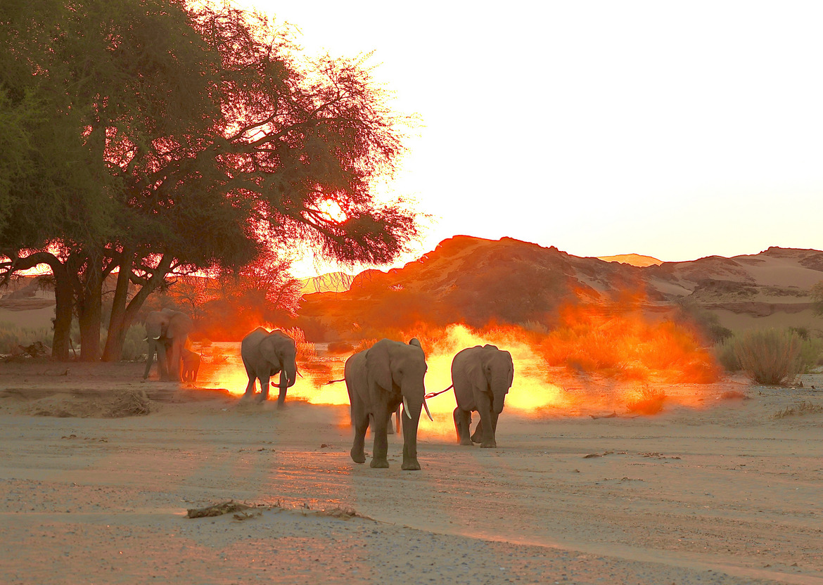 Desert Adapted African Elephants, Skeleton Coast, Namibia