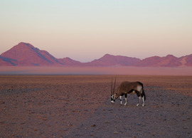 Oryx, Sossusvlei, Namibia