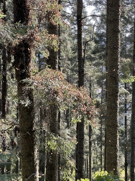 , Central Highlands, Mexico