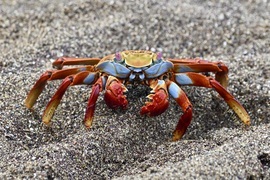 Grapsus grapsus, Galapagos Island, Ecuador