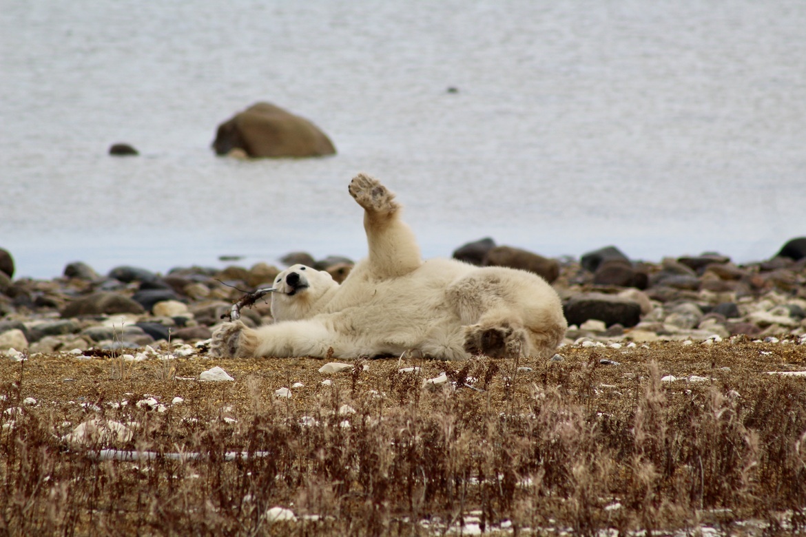 Polar Bear, Churchill Wildlife Management Area, Canada