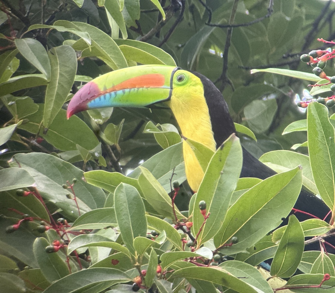 Keel-Billed Toucan , Tortuguero Airport , Costa Rica