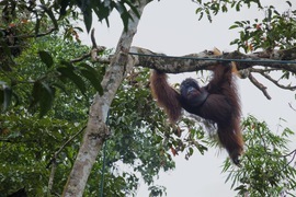 Orangutan, Semenggoh Wildlife Centre, Malaysia