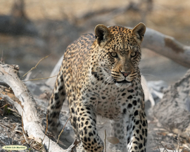 , Santawani Concession, Botswana