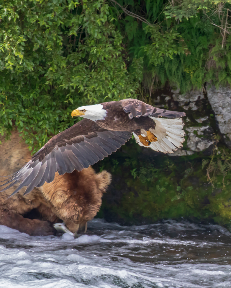 Otis, Katmai National Park, United States Of America