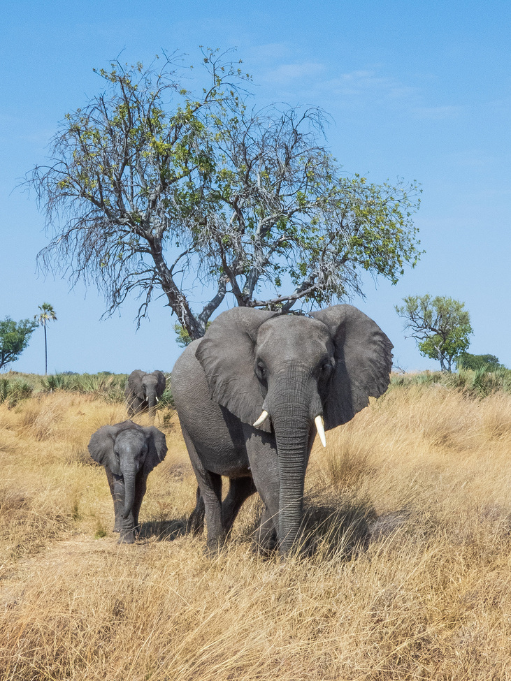 Elephant, Okavango Delta, Botswana