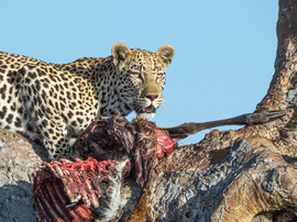 Leopard, Okavango Delta, Botswana
