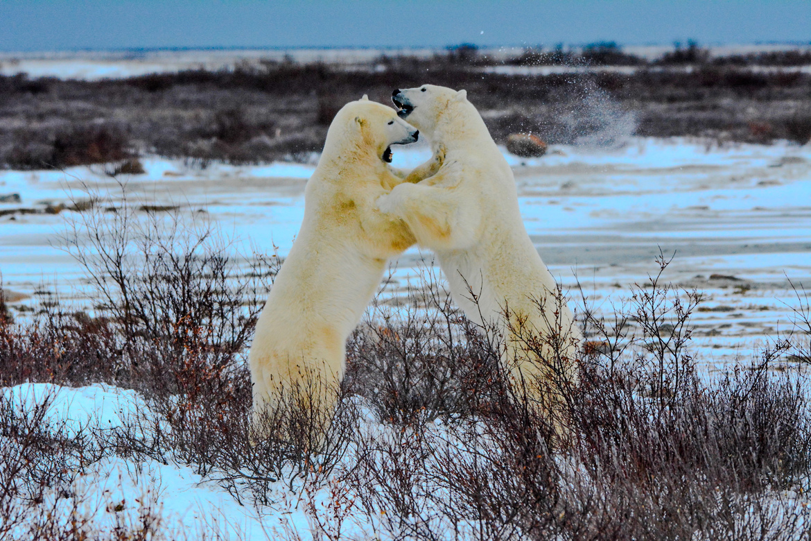 Polar Bear, Churchill , Canada