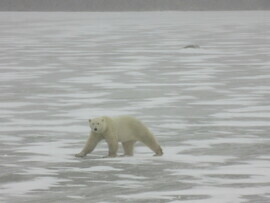 Polar Bear, Wapusk National Park, Canada