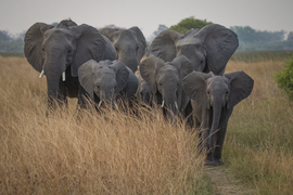 African elephant, Okavango Delta, Botswana