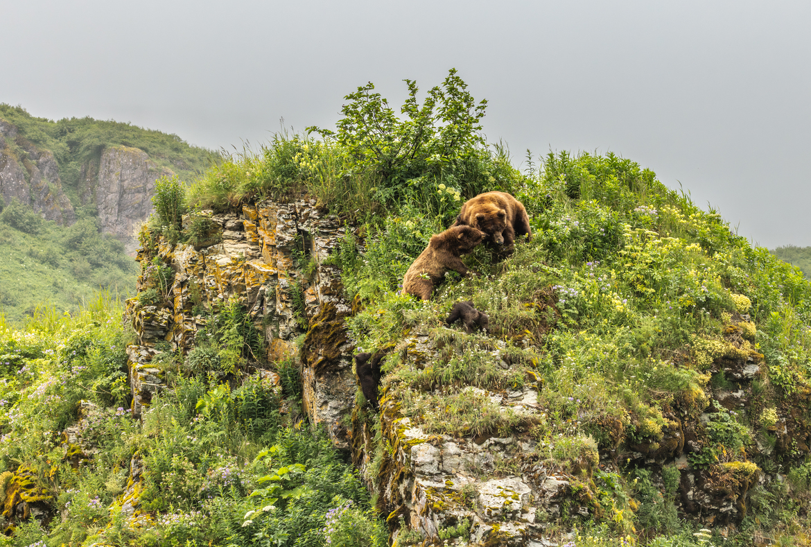 Coastal brown bear sow (Ursus arctos) , Katmai National Park, Alaska, United States Of America