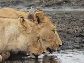 lions, Northern Okavango Delta, Botswana