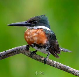 Ringed Kingfisher, Peruvian Amazon, Peru